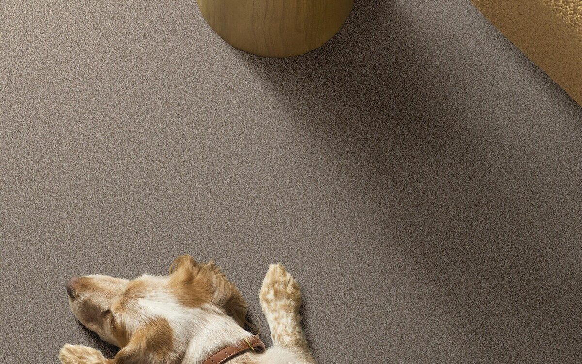Amazing carpet in a family room with a dog