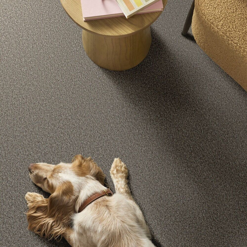 Awesome carpet in a pet-friendly room with a dog