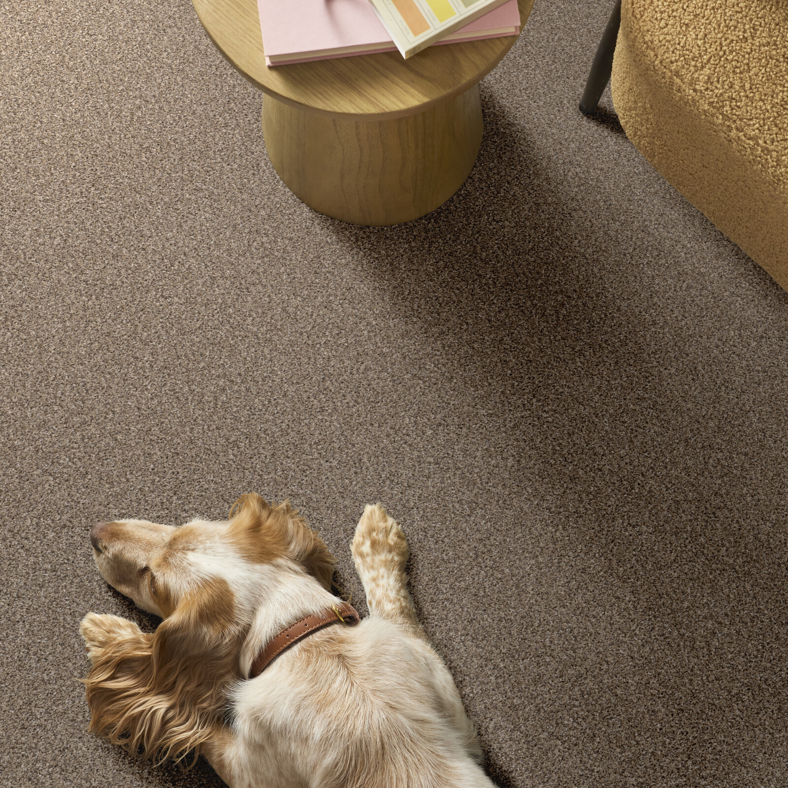 Southern Comfort Sea Shell carpet in a living room with a dog